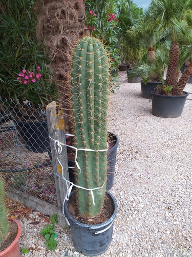 echinopsis atacamensis «  pasacana » 100/120