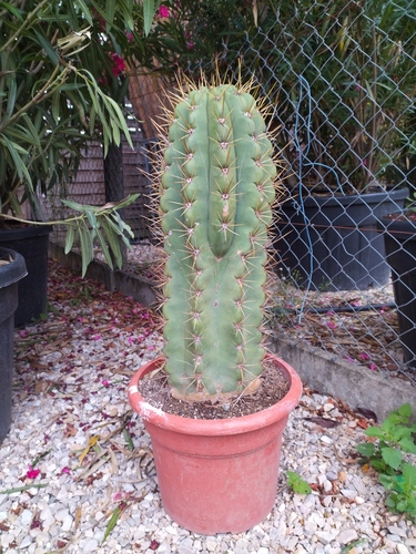 echinopsis atacamensis «  pasacana » 40/60