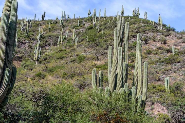 echinopsis atacamensis «  pasacana » 100/120