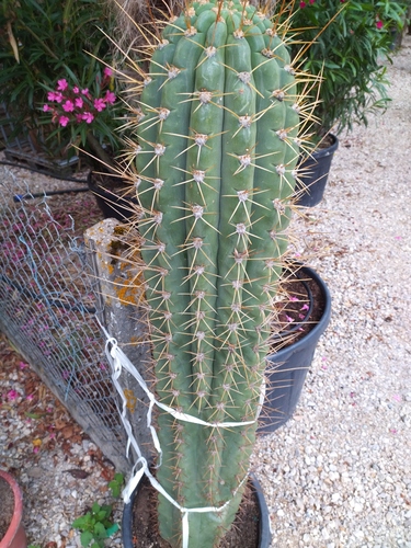 echinopsis atacamensis «  pasacana » 100/120