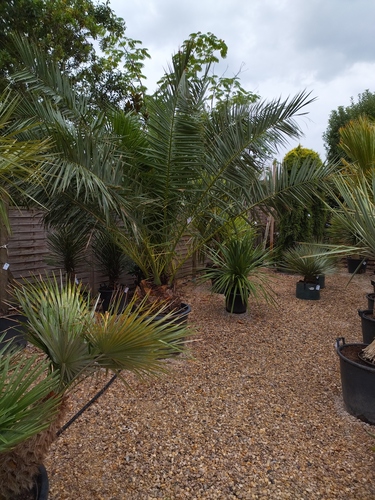 Phoenix Canariensis