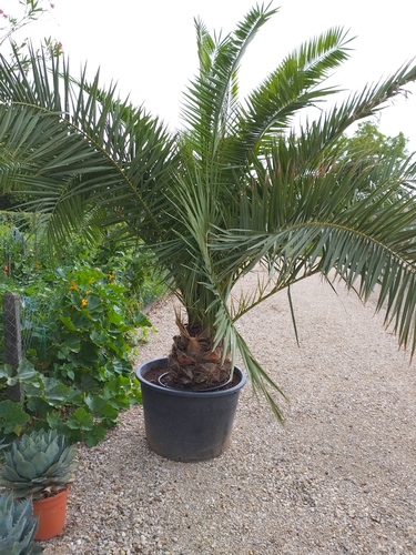 Phoenix Canariensis