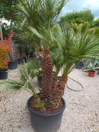 Chamaerops humilis