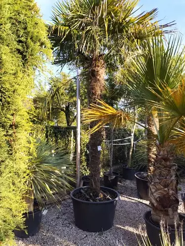 Trachycarpus fortunei 250/275