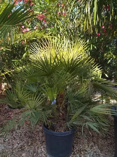 Chamaerops humilis