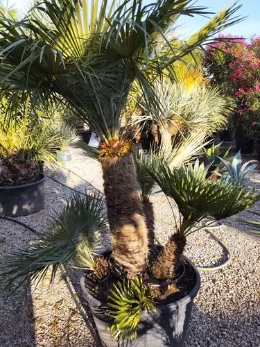 Chamaerops humilis