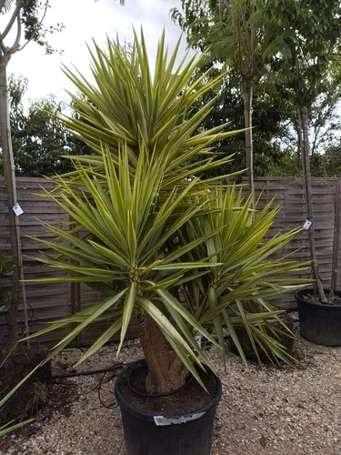 Yucca Eléphantine Jewell