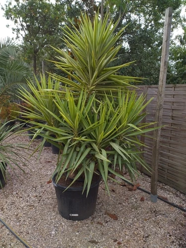 Yucca Eléphantine Jewell