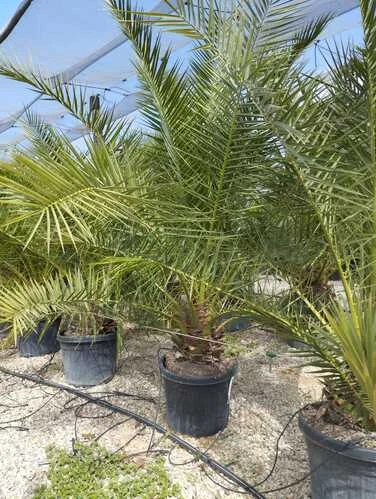 Phoenix Canariensis