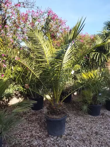 Phoenix Canariensis